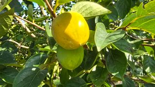 hhoo님의 감 · 병해충상담 작성글 사진