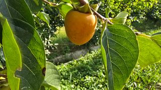 hhoo님의 감 · 병해충상담 작성글 사진