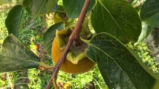 hhoo님의 감 · 병해충상담 작성글 사진