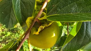 hhoo님의 감 · 병해충상담 작성글 사진