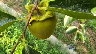 hhoo님의 감 · 병해충상담 작성글 사진