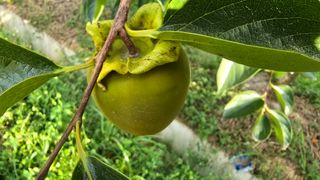 hhoo님의 감 · 병해충상담 작성글 사진