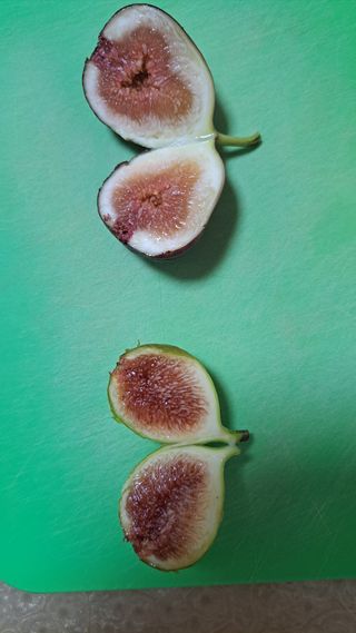 주윤발이님의 기타작물 · 영농일지 작성글 사진