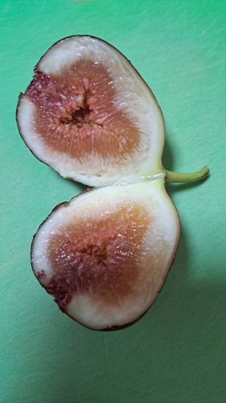 주윤발이님의 기타작물 · 영농일지 작성글 사진