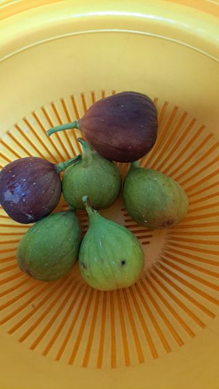 주윤발이님의 기타작물 · 영농일지 작성글 사진