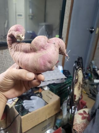 고구마고추참깨들깨님의 자유주제 · 자유게시판 작성글 사진