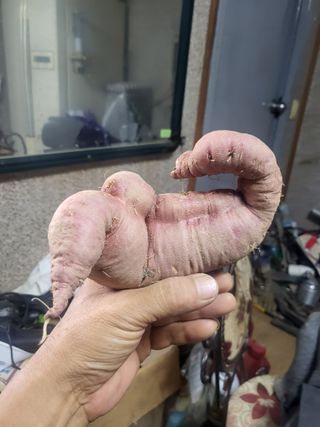 고구마고추참깨들깨님의 자유주제 · 자유게시판 작성글 사진