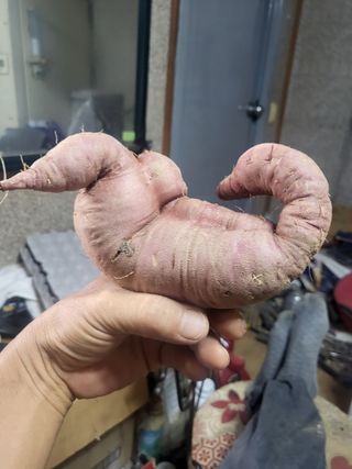 고구마고추참깨들깨님의 자유주제 · 자유게시판 작성글 사진