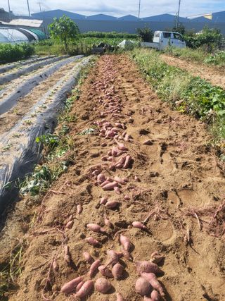 고구마고추참깨들깨님의 자유주제 · 자유게시판 작성글 사진