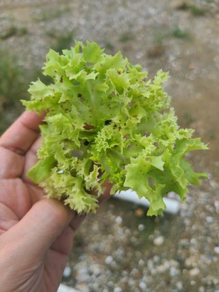 유럽상추님의 작성글 사진