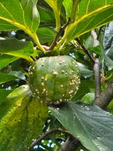 팜모닝 농사, 무엇이든 물어보세요!·참여글 게시글 이미지