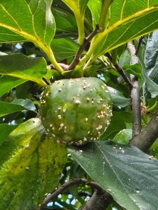 신칼라님의 농사, 무엇이든 물어보세요! · 참여글 작성글 사진