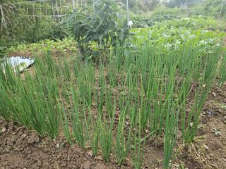 정다연님의 파 · 병해충상담 작성글 사진