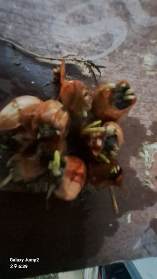 김영일 님의 파 · 영농일지 작성글 사진