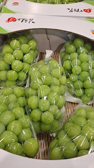 모포리흰개 님의 포도 · 영농일지 작성글 사진