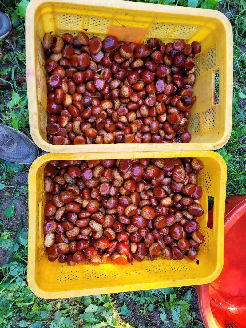 장터 상품 [햇밤] 썸네일