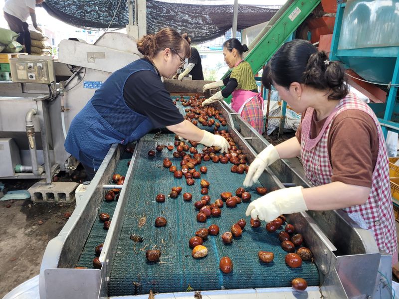 독고다이님의 장터 판매 상품 [햇밤] 첨부 사진