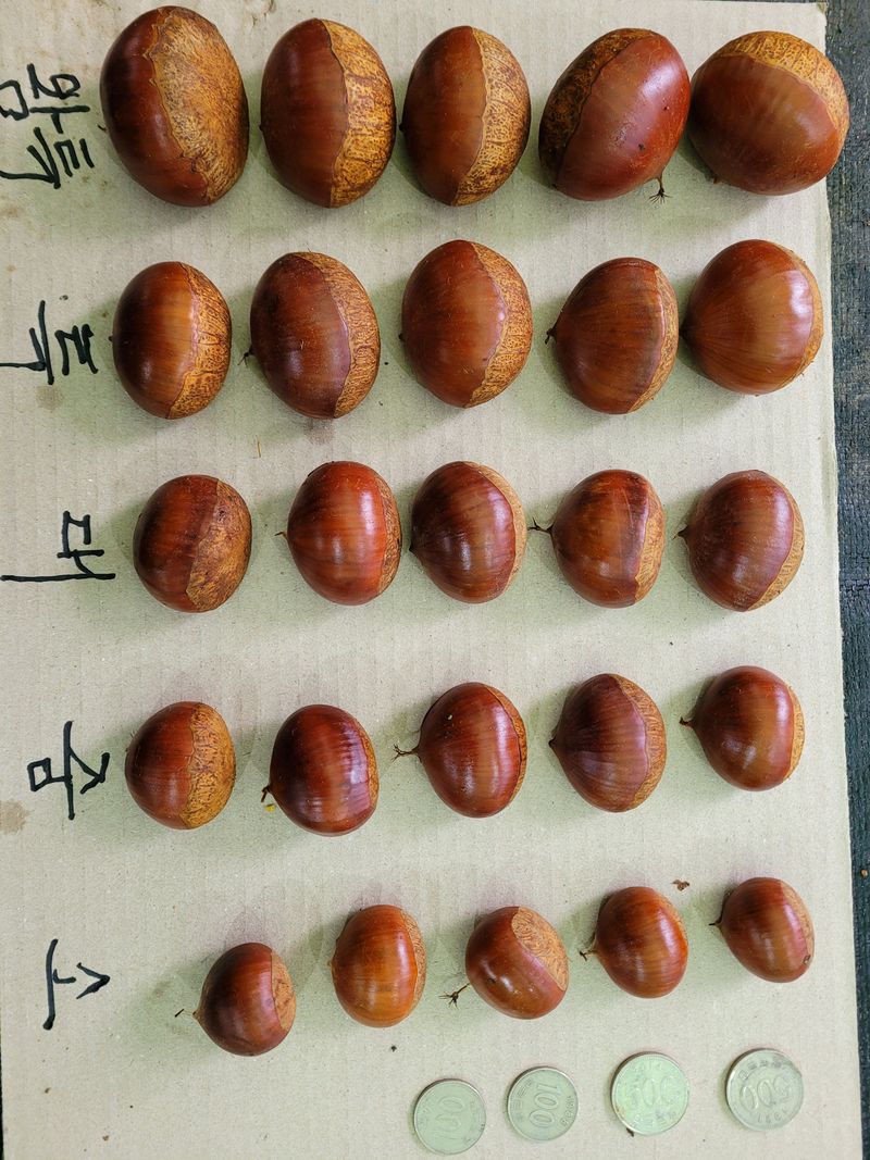 독고다이님의 장터 판매 상품 [햇밤] 첨부 사진