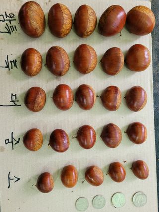 독고다이님의 작성글 사진