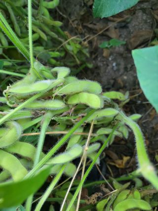 김태영농기계님의 콩 · 영농일지 작성글 사진