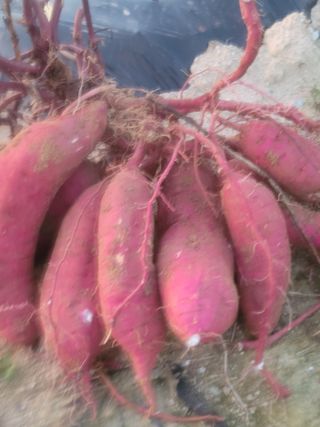 둥근마지기님의 고구마 · 영농일지 작성글 사진