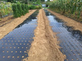 김광수님의 마늘 · 영농일지 작성글 사진