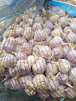 김광수님의 마늘 · 영농일지 작성글 사진