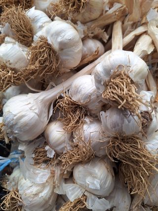 김광수님의 마늘 · 영농일지 작성글 사진