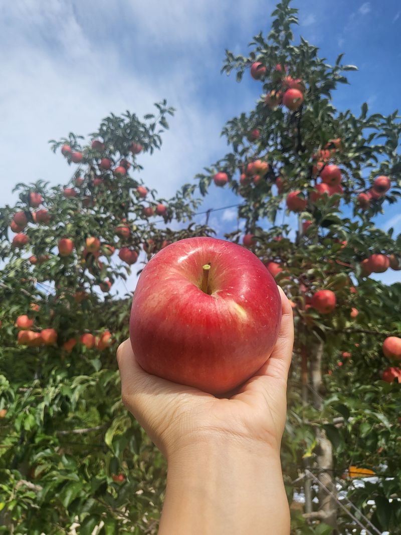 장터 상품 [정품 홍로 5kg,10kg] 썸네일