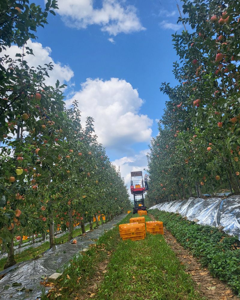 하늘아래사과나무님의 장터 판매 상품 [정품 홍로 5kg,10kg] 첨부 사진