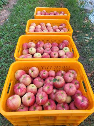 하늘아래사과나무님의 작성글 사진