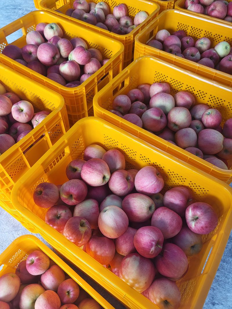 하늘아래사과나무님의 장터 판매 상품 [정품 홍로 5kg,10kg] 첨부 사진