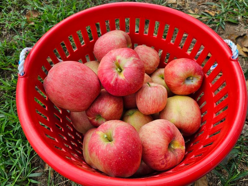 하늘아래사과나무님의 장터 판매 상품 [정품 홍로 5kg,10kg] 첨부 사진