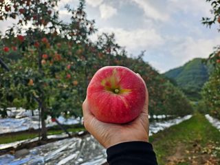 하늘아래사과나무님의 작성글 사진