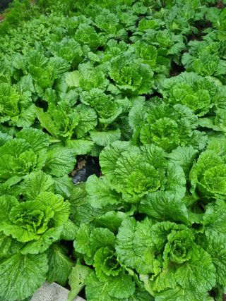 김용대님의 자유주제 · 자유게시판 작성글 사진