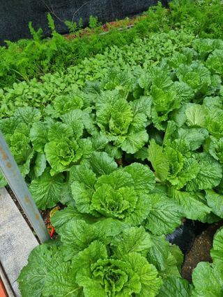 김용대님의 자유주제 · 자유게시판 작성글 사진