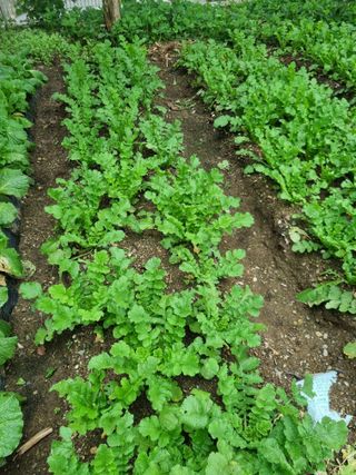 김용대님의 자유주제 · 자유게시판 작성글 사진