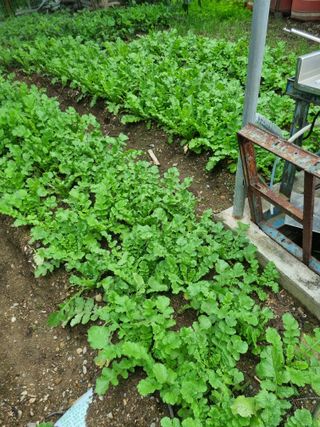 김용대님의 자유주제 · 자유게시판 작성글 사진