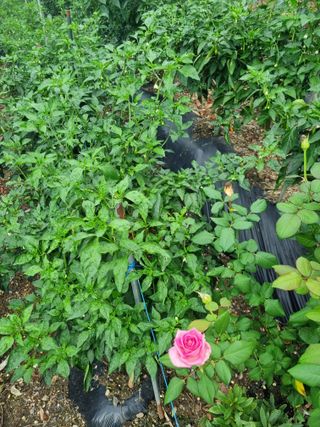 김용대님의 자유주제 · 자유게시판 작성글 사진