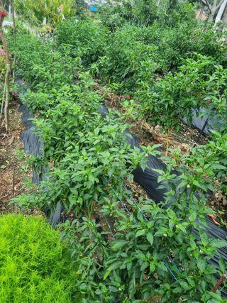 김용대님의 자유주제 · 자유게시판 작성글 사진