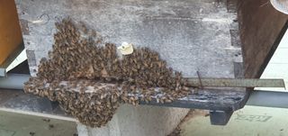 성주참외유기재배님의 자유주제 · 자유게시판 작성글 사진