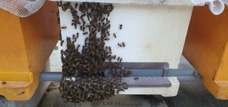 성주참외유기재배님의 자유주제 · 자유게시판 작성글 사진