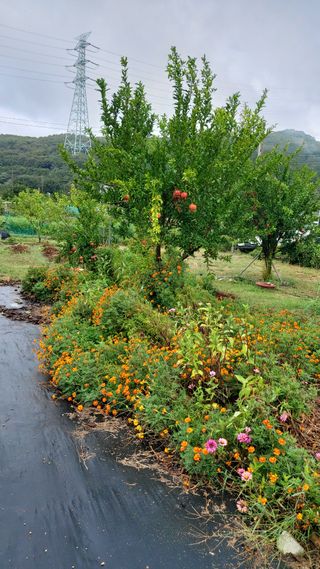 임곡농장김향중님의 자유주제 · 자유게시판 작성글 사진