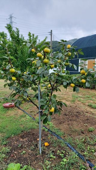 임곡농장김향중님의 자유주제 · 자유게시판 작성글 사진
