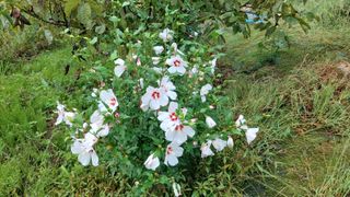 임곡농장김향중님의 자유주제 · 자유게시판 작성글 사진