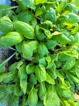 팜모닝 자유주제·자유게시판 게시글 이미지