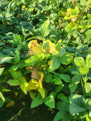 Song58님의 콩 · 병해충상담 작성글 사진