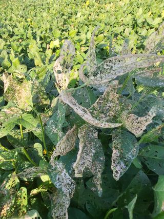 Song58님의 콩 · 병해충상담 작성글 사진