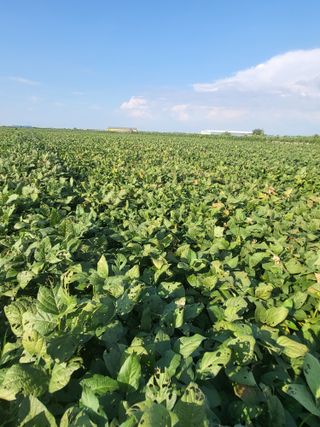 Song58님의 콩 · 병해충상담 작성글 사진