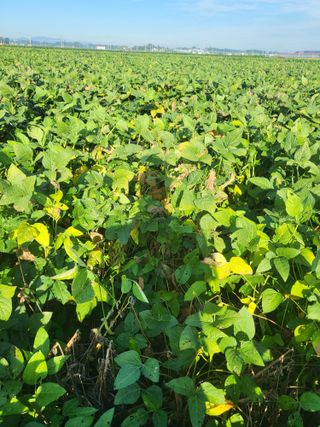 Song58님의 콩 · 병해충상담 작성글 사진